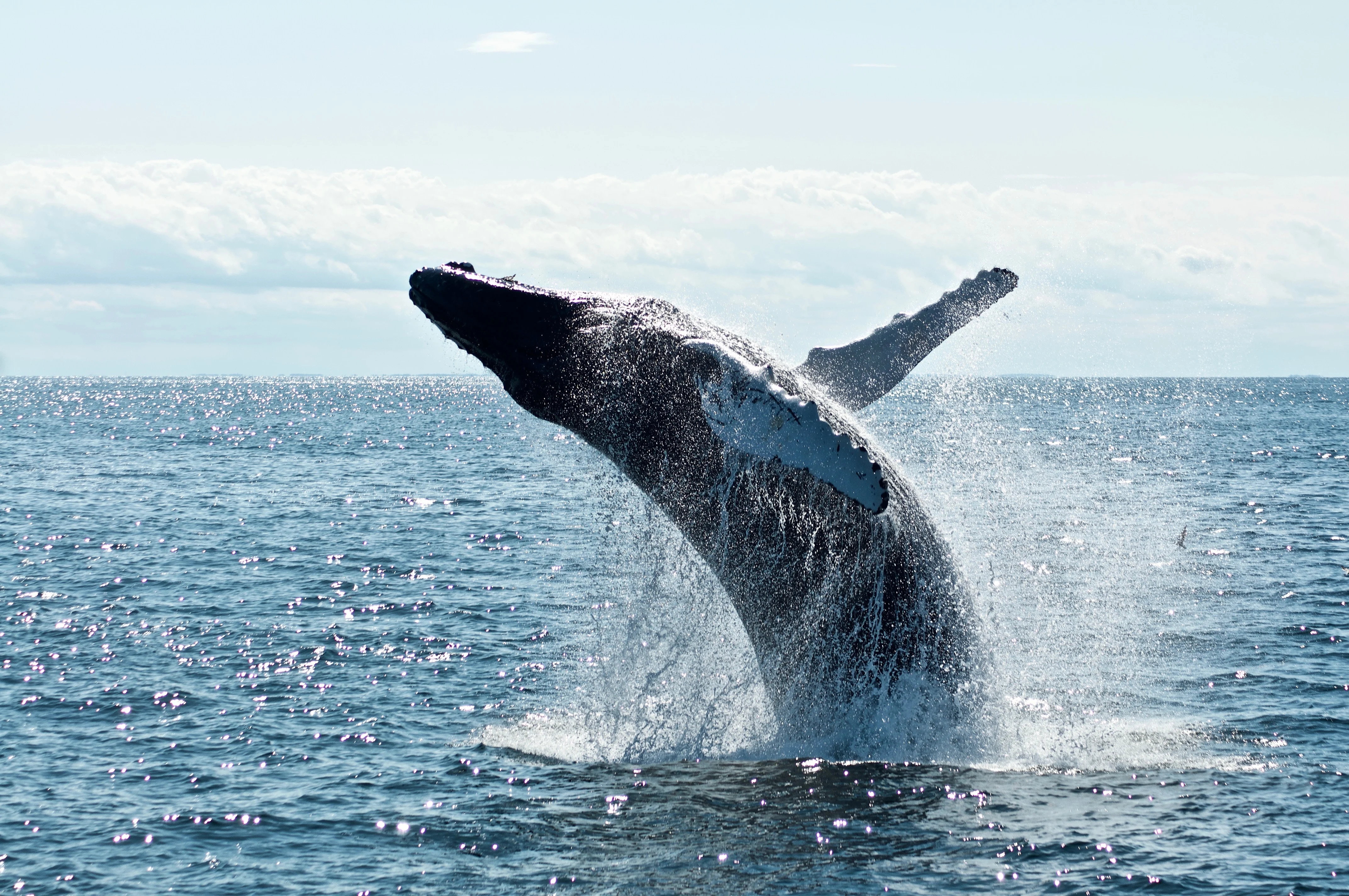 whale breaching from the ocean which is one of the most epic Maui Tours