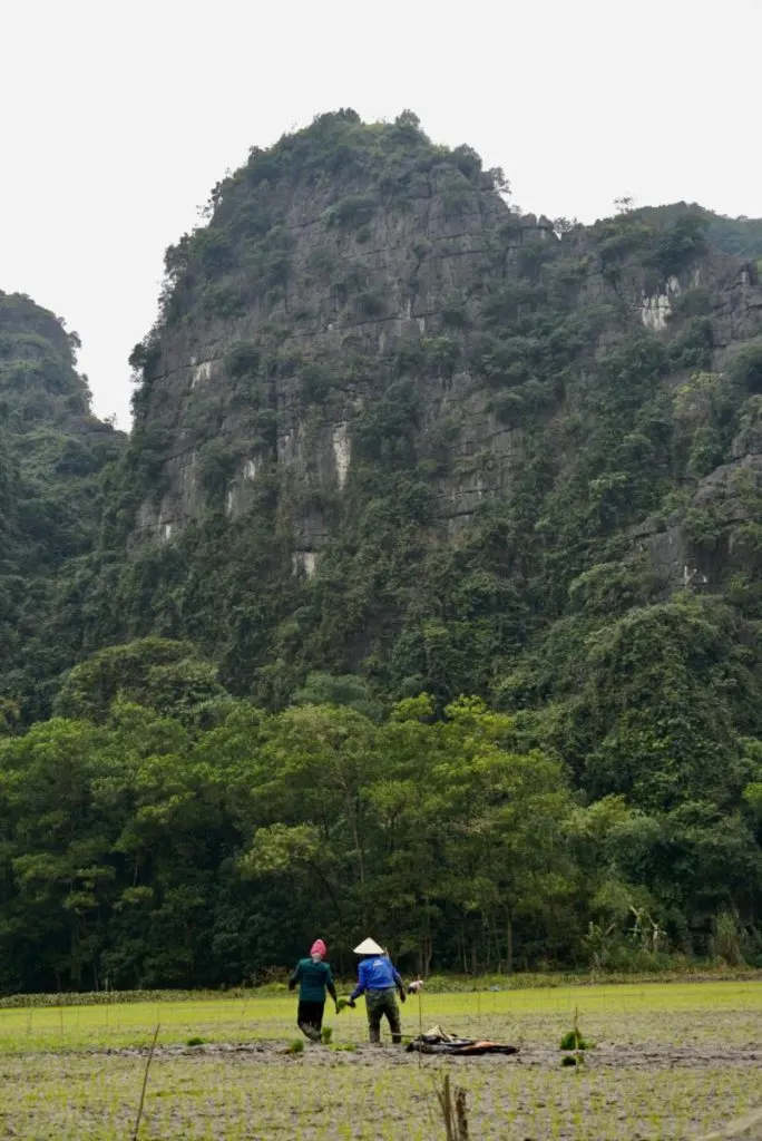 Farmers in the rice field on the tam coc boat tour