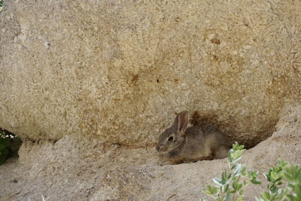 A rabbit tucked into the rock formations.
