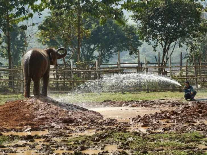 Elephant enjoy a nice cool spray on a hot day at the Elephant Nature Park in Chiang Mai, Thailand