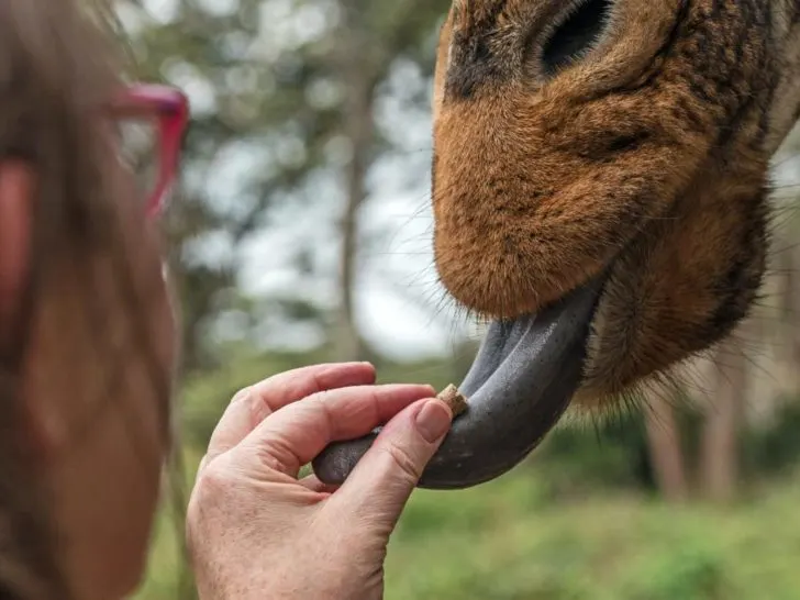 Feeding a giraffe