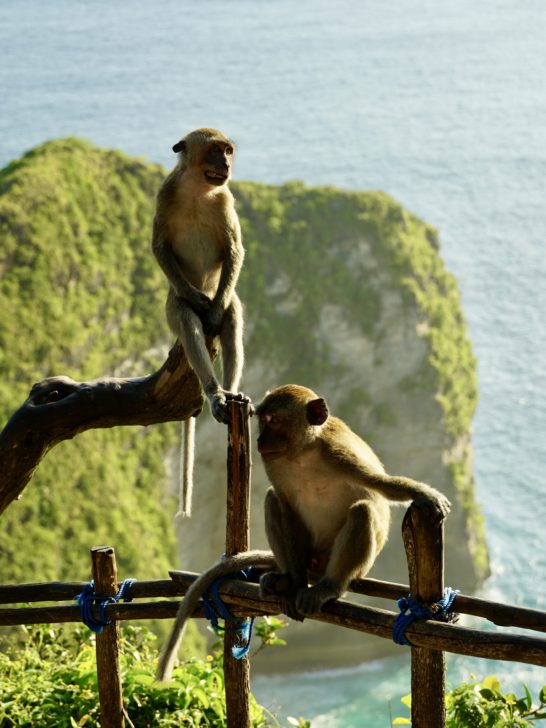 Monkeys in front of Nusa Penida which people should be aware of and a thing to know before visiting Indonesia