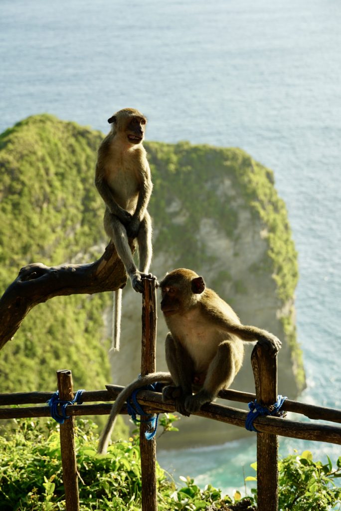 Monkeys in front of Nusa Penida which people should be aware of and a thing to know before visiting Indonesia