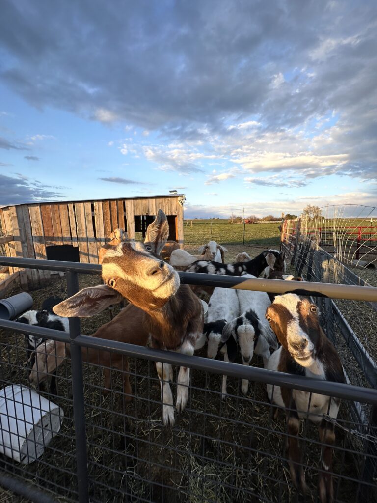 a goat sticking his head out looking for a snack at Backyard Farms in Twin Falls, ID