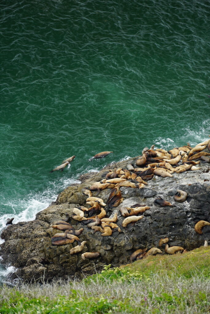 The sea lions gather along the rocky coast during mating season.