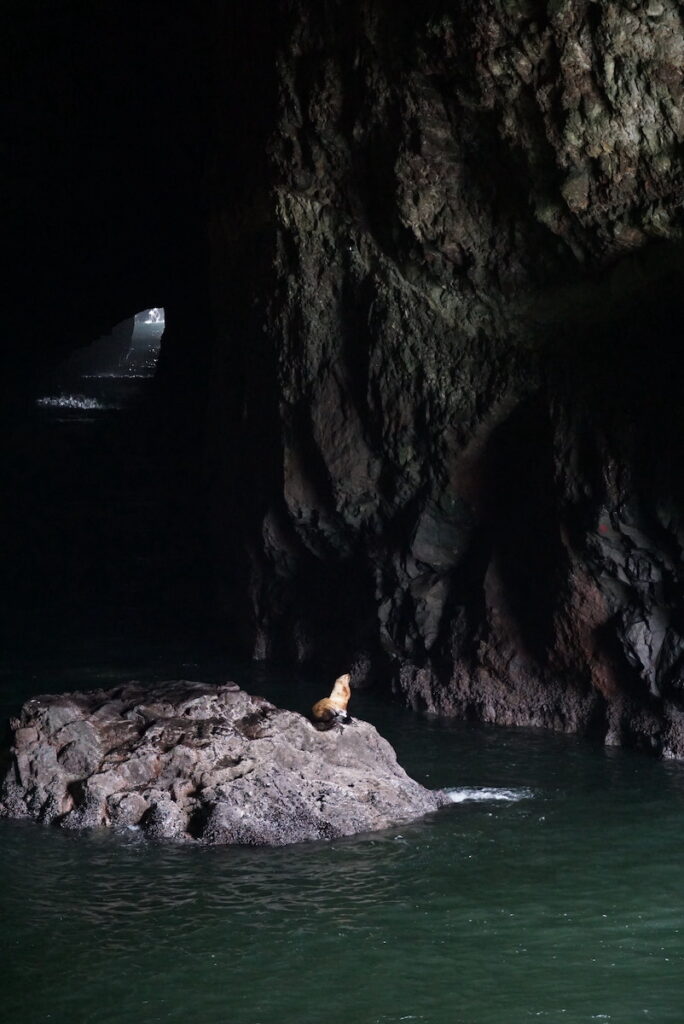 A lone sea lion in the Sea Lion Caves.