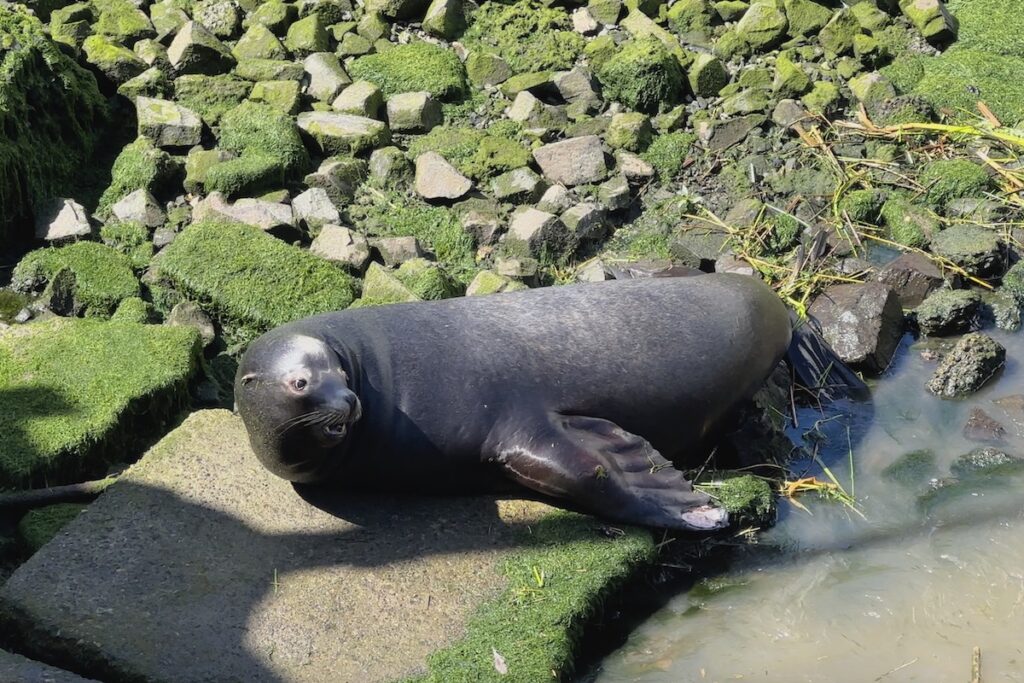 A Sea Lion in Astoria