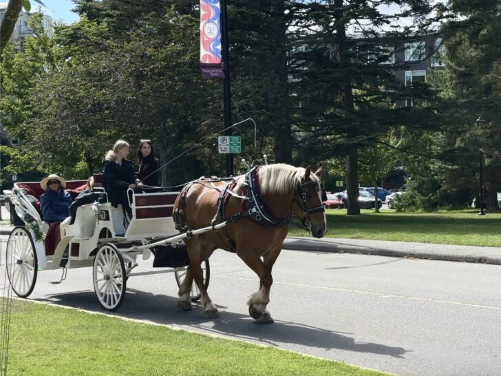 Horse Carriage ride is  a great way to explore Victoria.