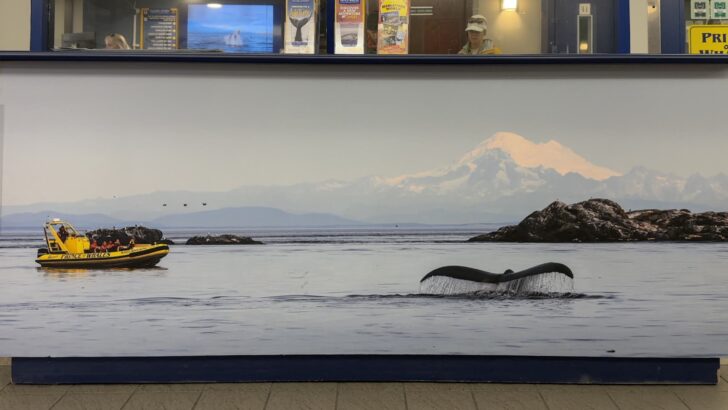 Whale Watching Tours are a popular activity in Victoria.