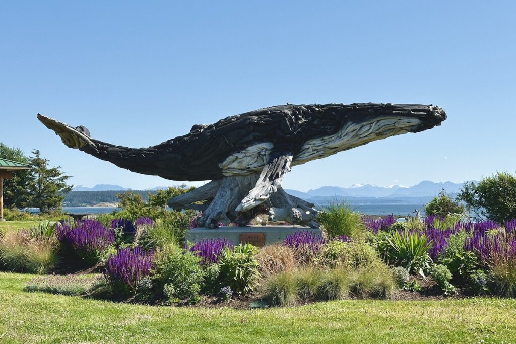 A whale driftwood sculpture by Alex Witcombe.