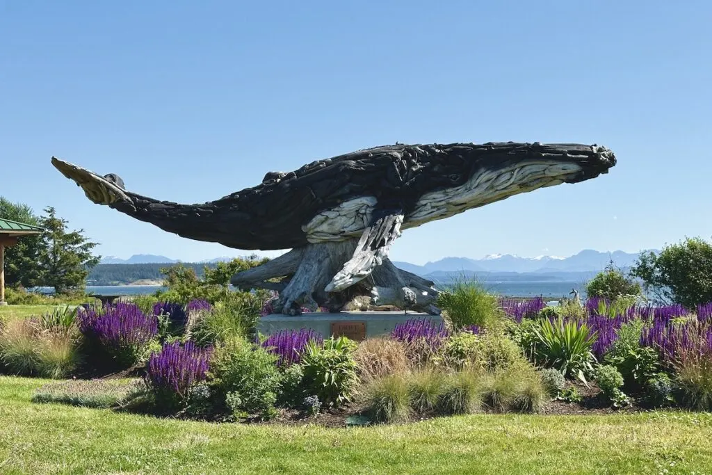 A whale driftwood sculpture by Alex Witcombe.