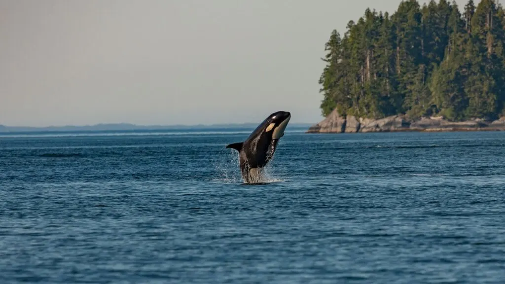 An Orca Whale in the waters of British Columbia.