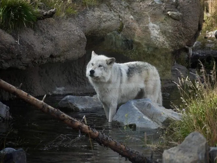 wolf walking in the canyon at the Grizzly & Wolf Discovery Center