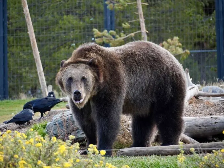 grizzly bear staring at the camera in the fenced in section at the grizzly and wolf discovery center in west yellowstone