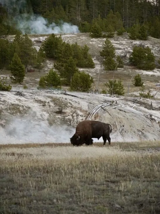 bison eating grass with the smoke of a geyser in the background