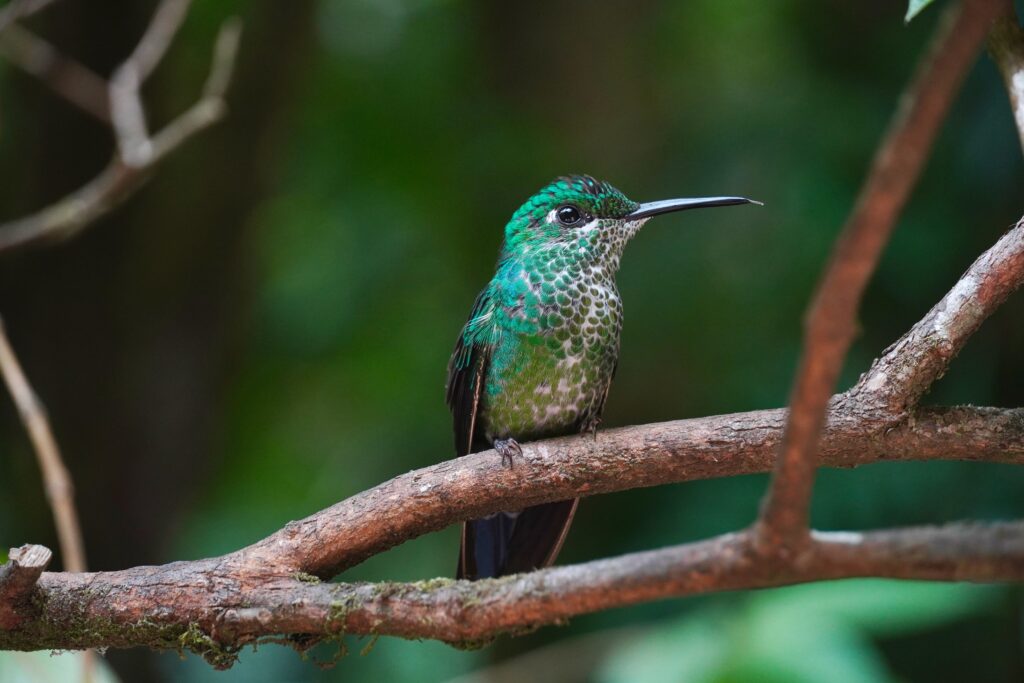 A green hummingbird at the Colibri Cafe in Monteverde