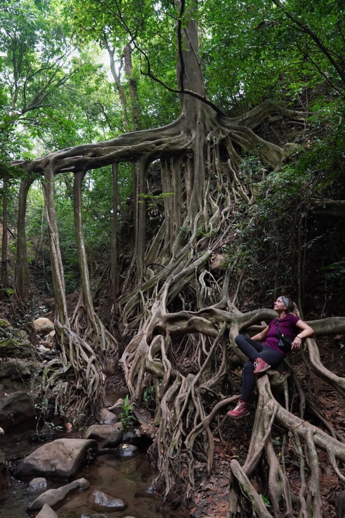 The tangled roots of the Ficus La Raiz tree in Monteverde