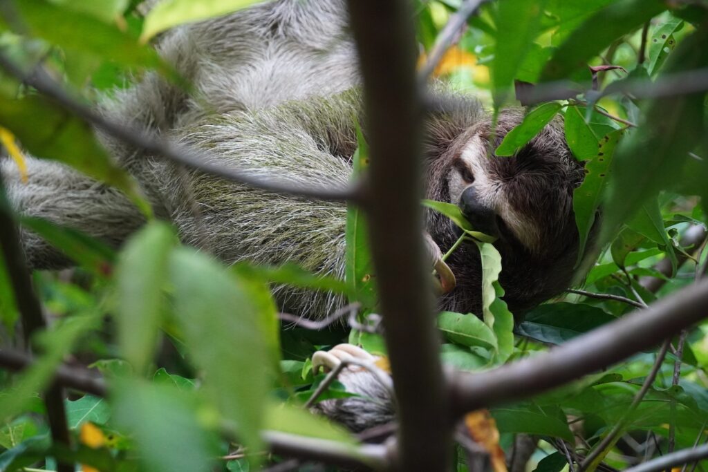 A three-toed Sloth in Costa Rica.