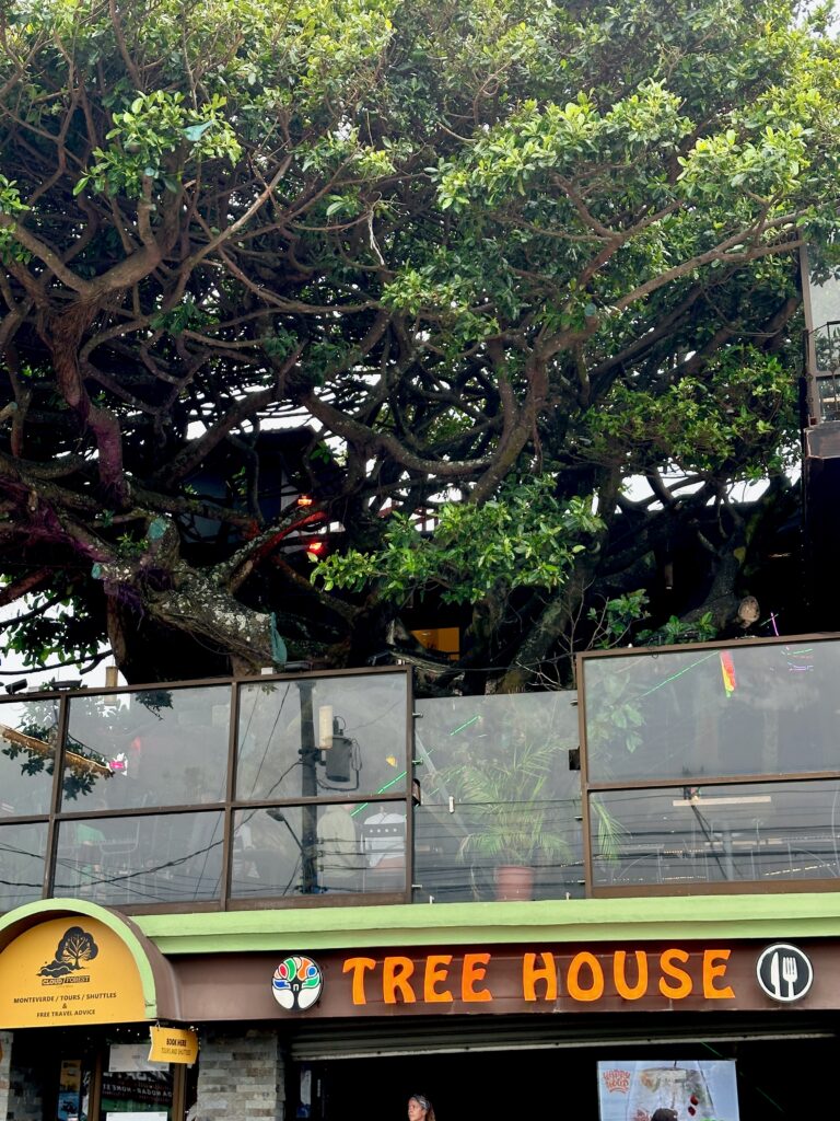 The Tree House Restaurante is built around a massive ficus tree.