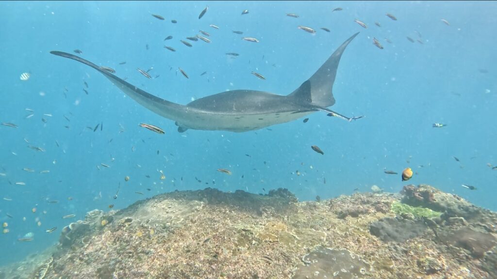 a manta bay swimming at Manta Point in Nusa Penida