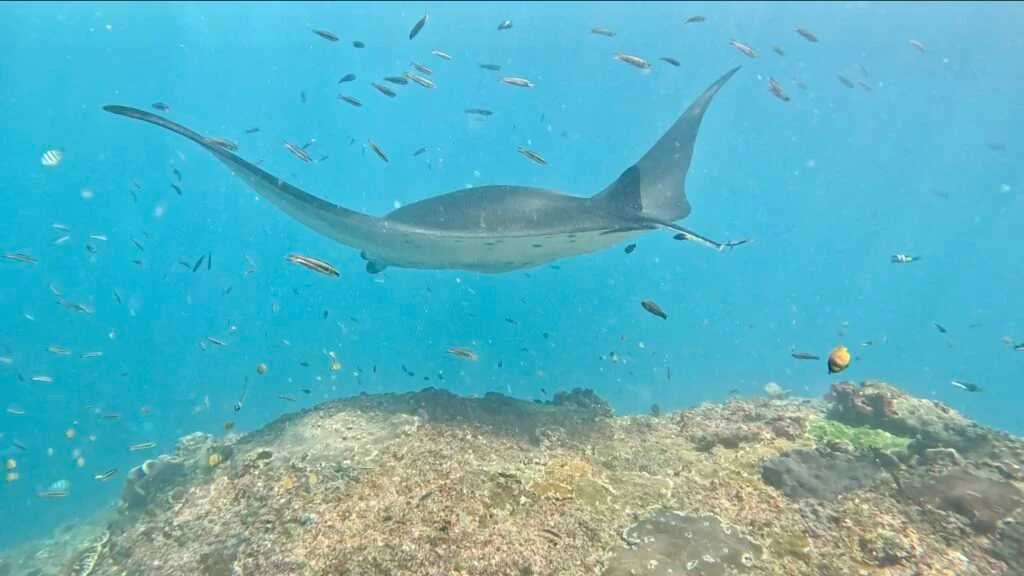 a manta bay swimming at Manta Point in Nusa Penida
