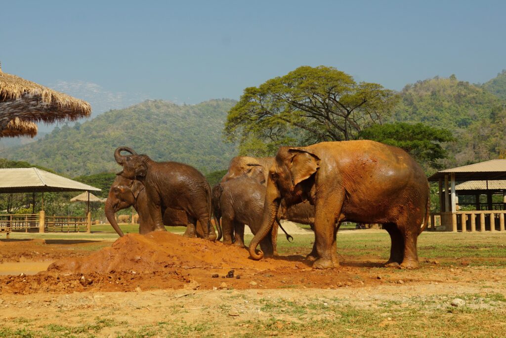 A group of young and old elephants playing in the mud at Elephant Nature Park.