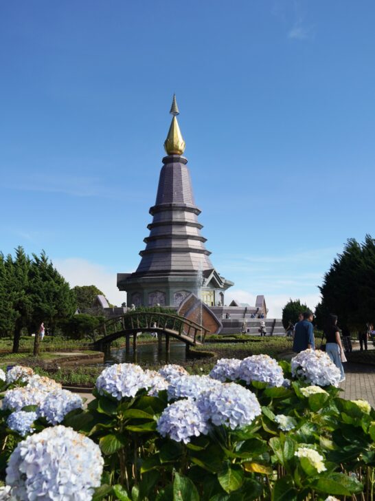 Hydrangeas in bloom at the Grand Pagoda Nabhapolbhumisiri.